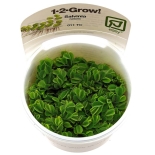 1-2-Grow! Taimed