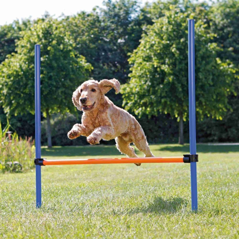 DogActivity Agility tõke plastik 123 × 115 cm sinine / oranž