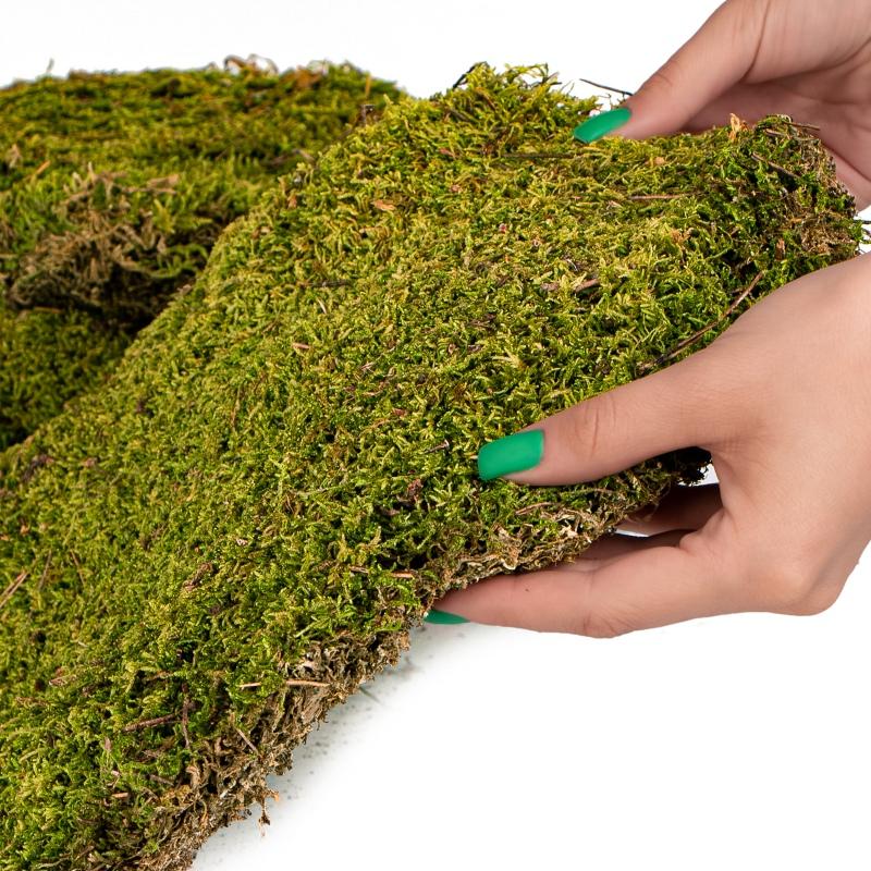Terrario Shadow Forest Moss - looduslik sammal 35x28cm