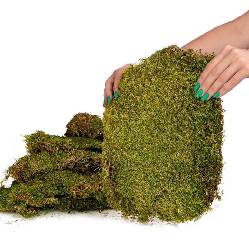 Terrario Shadow Forest Moss - looduslik sammal 35x28cm