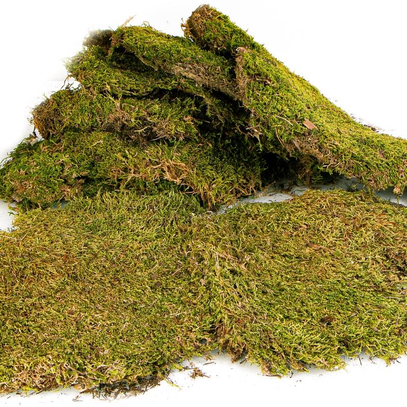 Terrario Shadow Forest Moss - looduslik sammal 35x28cm