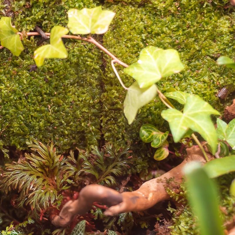 Terrario Shadow Forest Moss - looduslik sammal 35x28cm