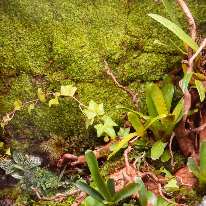 Terrario Shadow Forest Moss - looduslik sammal 35x28cm
