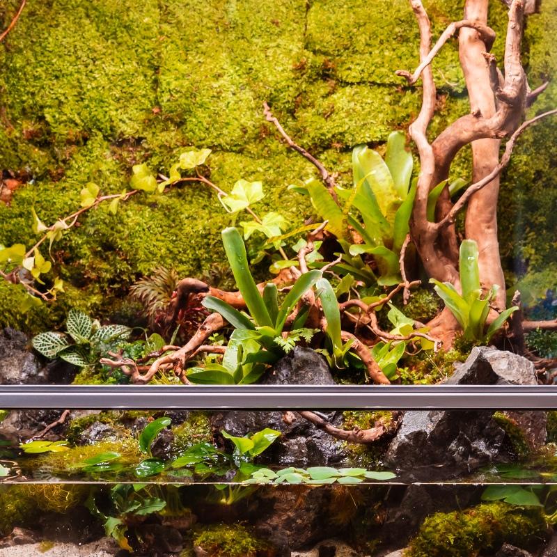 Terrario Shadow Forest Moss - looduslik sammal 35x28cm