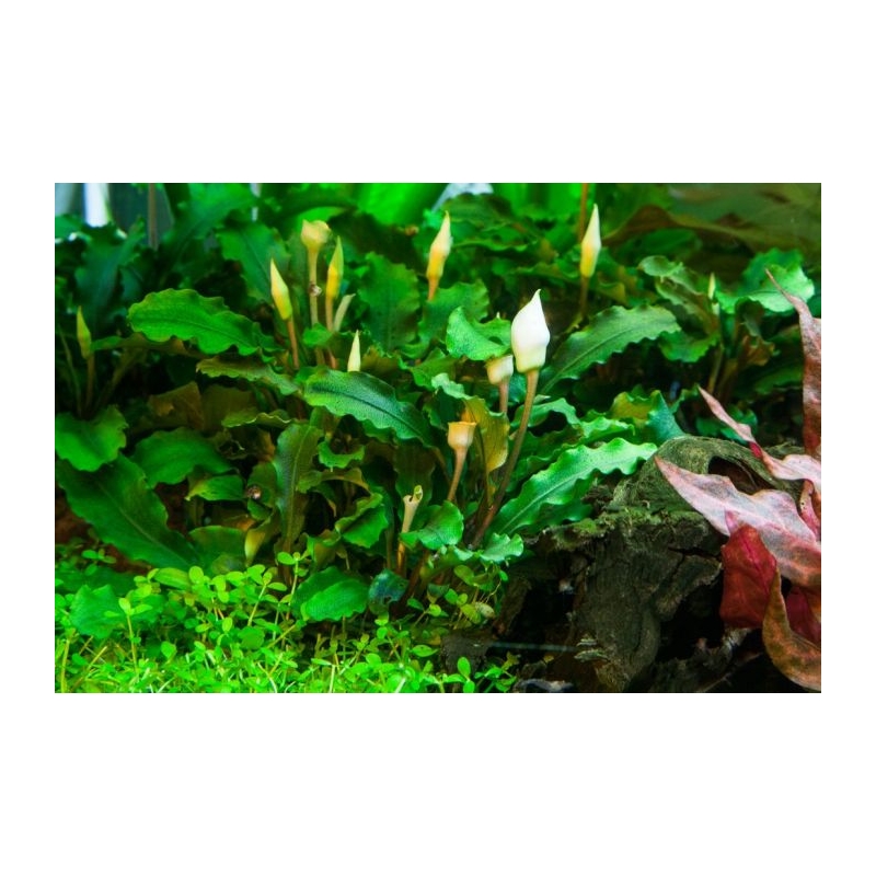 Bucephalandra pygmaea 'Bukit Kelam' 1-2-GROW