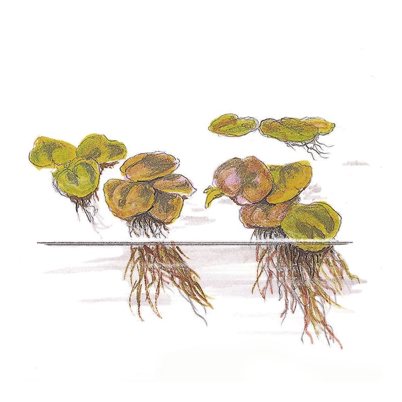 Phyllanthus fluitans 1-2-GROW
