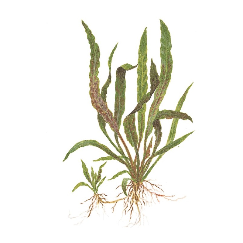 Cryptocoryne albida 'Brown' pottis