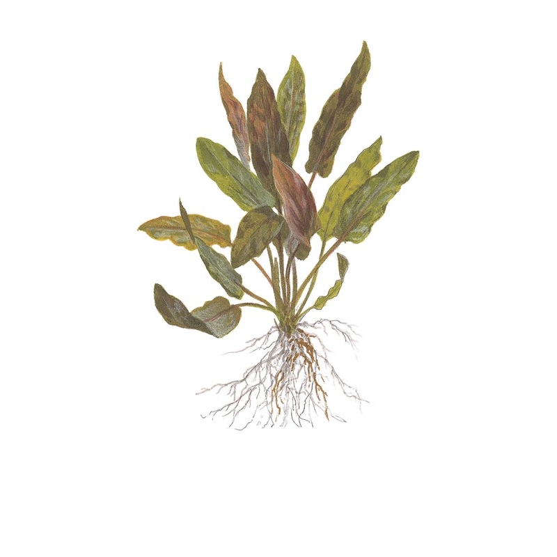 Cryptocoryne undulata 'Broad Leaf' 1-2 Grow