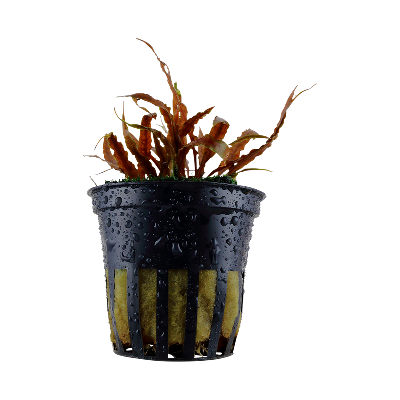 Cryptocoryne albida 'Brown' pottis