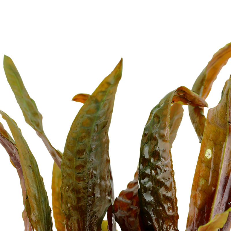 Cryptocoryne usteriana