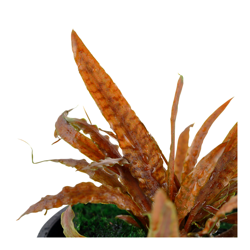Cryptocoryne albida 'Brown' pottis