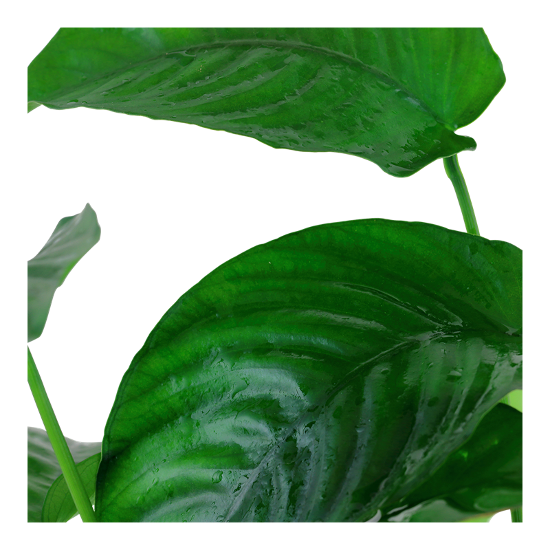 Tropica Anubias barteri var. caladiifolia XL