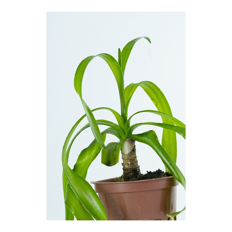 Tropica Crinum thaianum pott