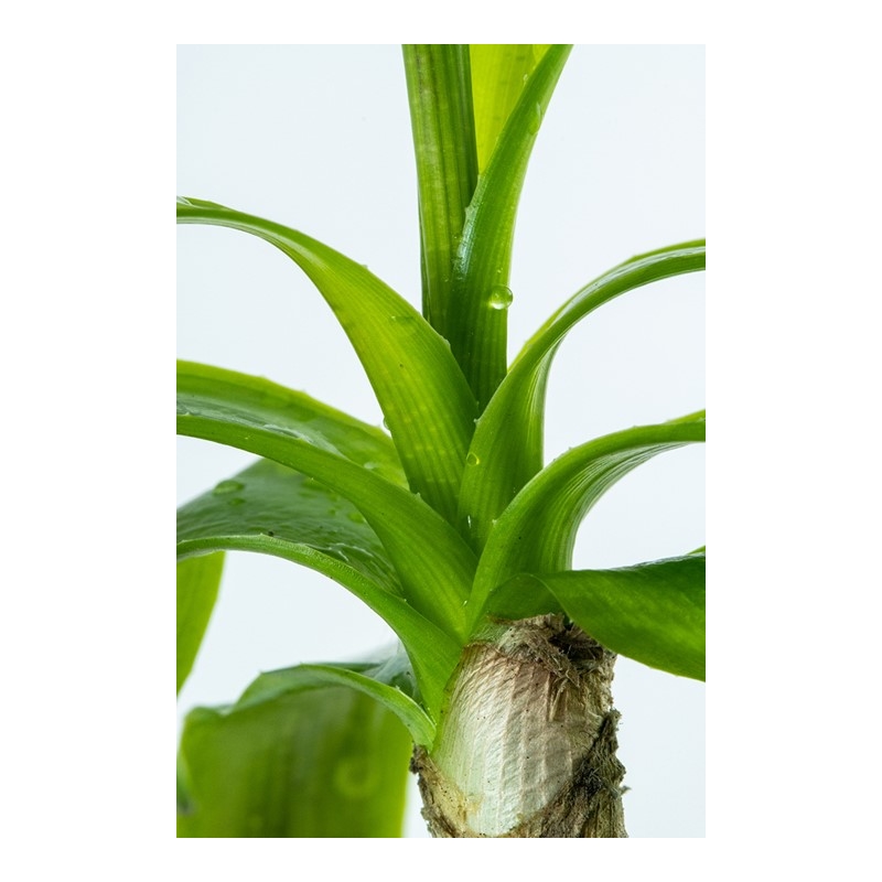 Tropica Crinum thaianum pott