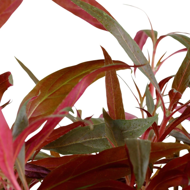 Tropica Alternanthera reineckii 'Pink' XL