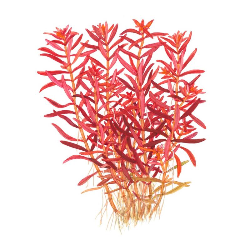 Rotala rotundifolia 'Blood Red' 1-2-GROW