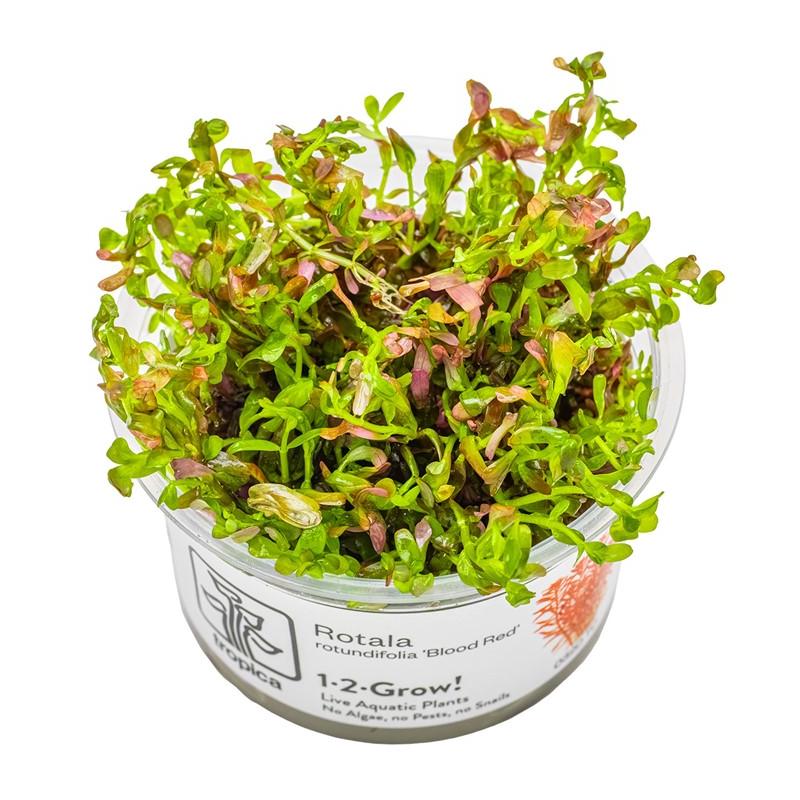 Rotala rotundifolia 'Blood Red' 1-2-GROW