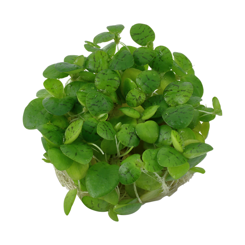 Limnobium laevigatum 1-2 grow!