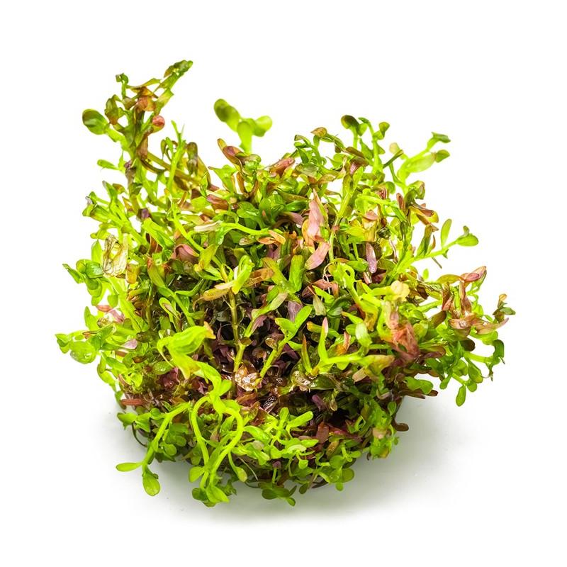 Rotala rotundifolia 'Blood Red' 1-2-GROW