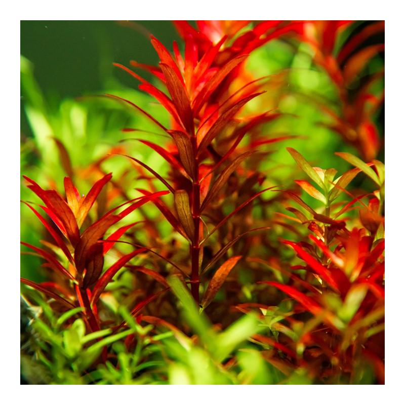 Rotala rotundifolia 'Blood Red' 1-2-GROW