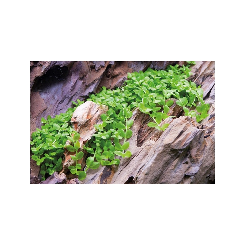Micranthemum 'Monte Carlo' 1-2Grow