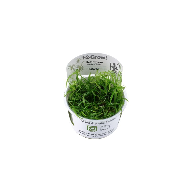 Tropica Helanthium tenellum Green TC (1-2-Grow)