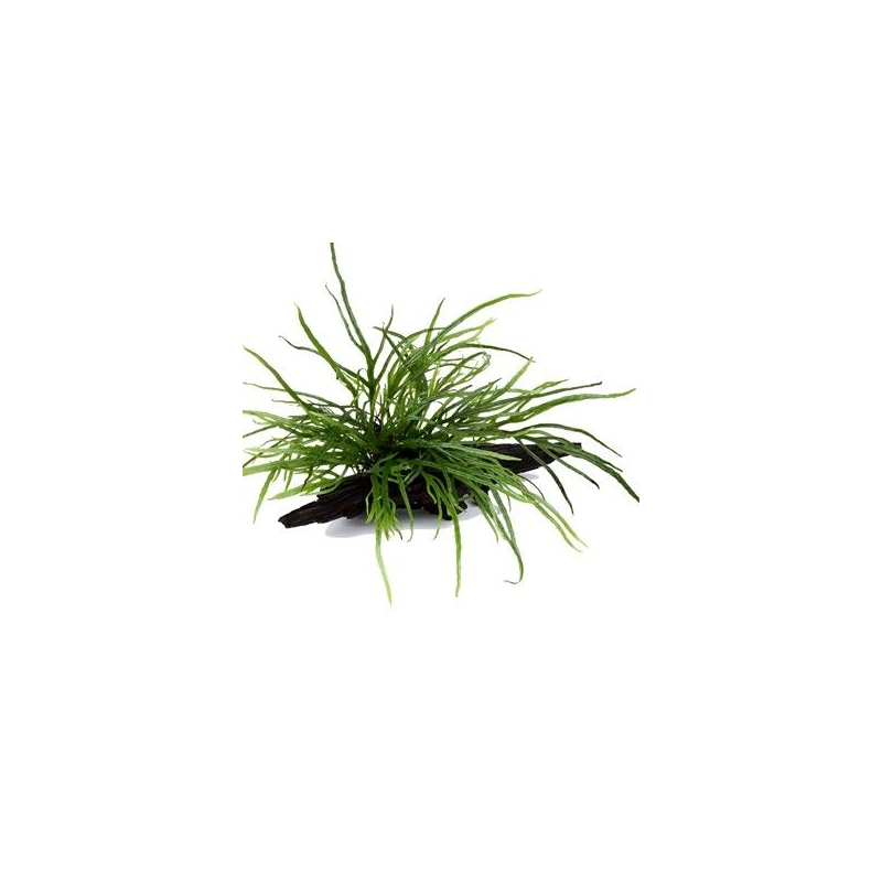 Microsorum ’Trident’ juurikal