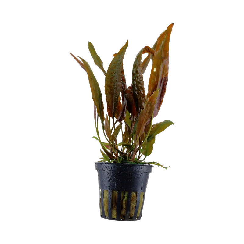 10038-2-9-513.png.webp