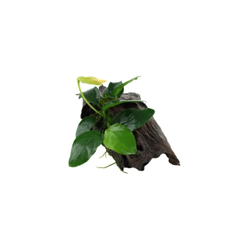 10234-33-101-yws-1.jpg.webp