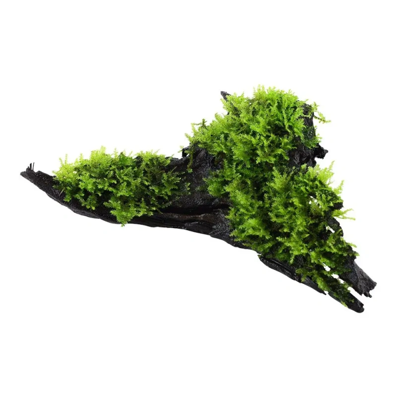 10235-2-35-21.jpg.webp