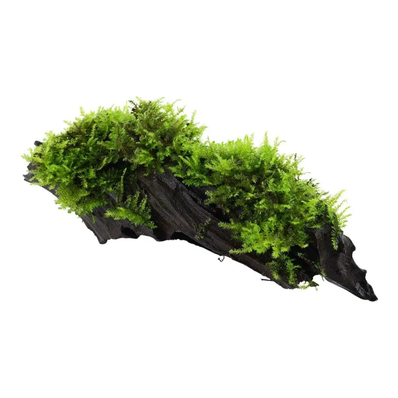 10235-4-11-598.jpg.webp