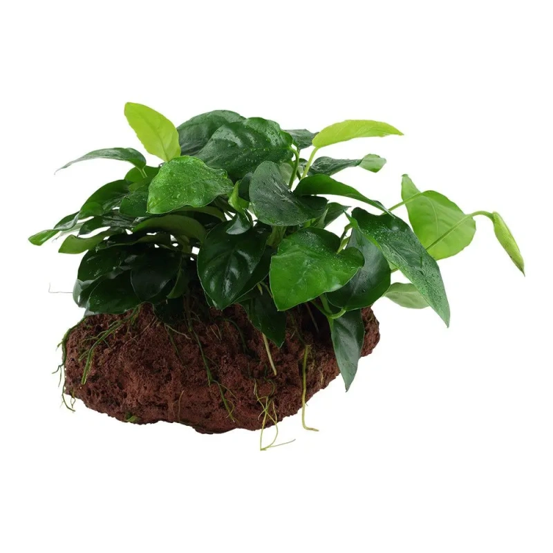 10236-2-31-3.jpg.webp