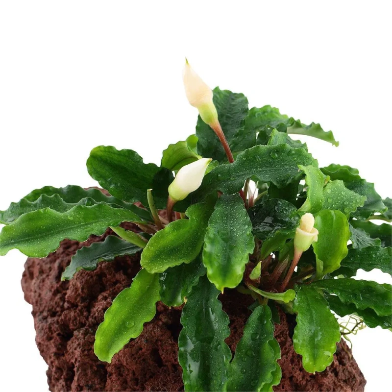 10237-4-7-1-3.jpg.webp