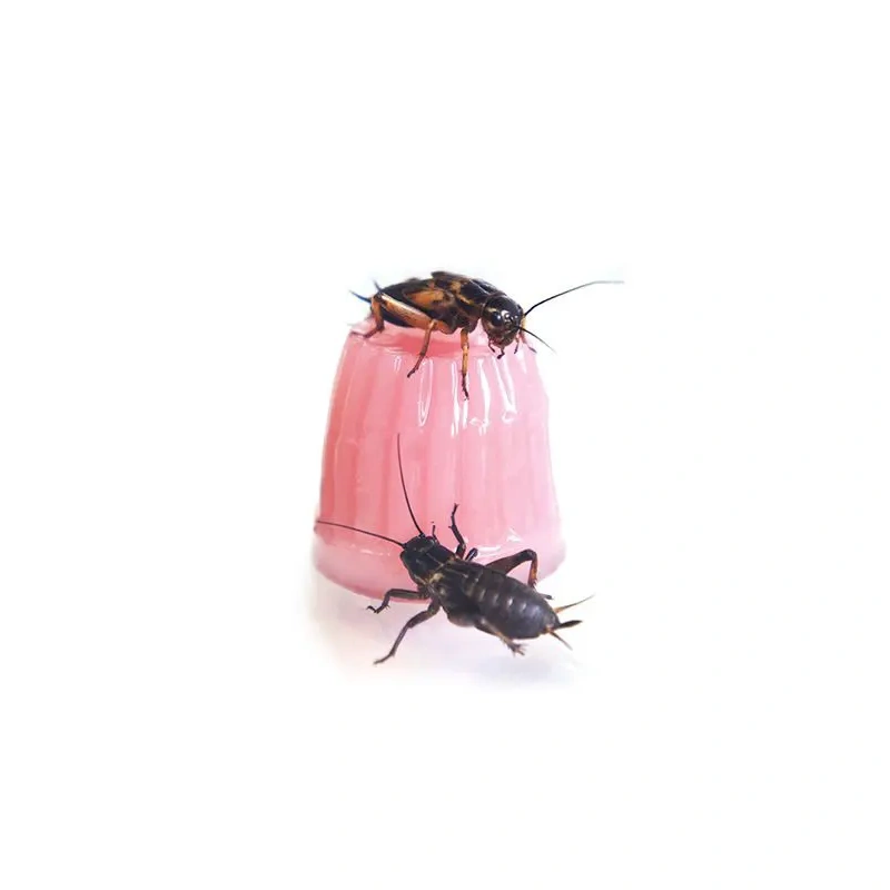 3728-komodo-jelly-pot-calcium-7.jpg.webp 3728-komodo-jelly-pot-calcium-7.jpg.webp
