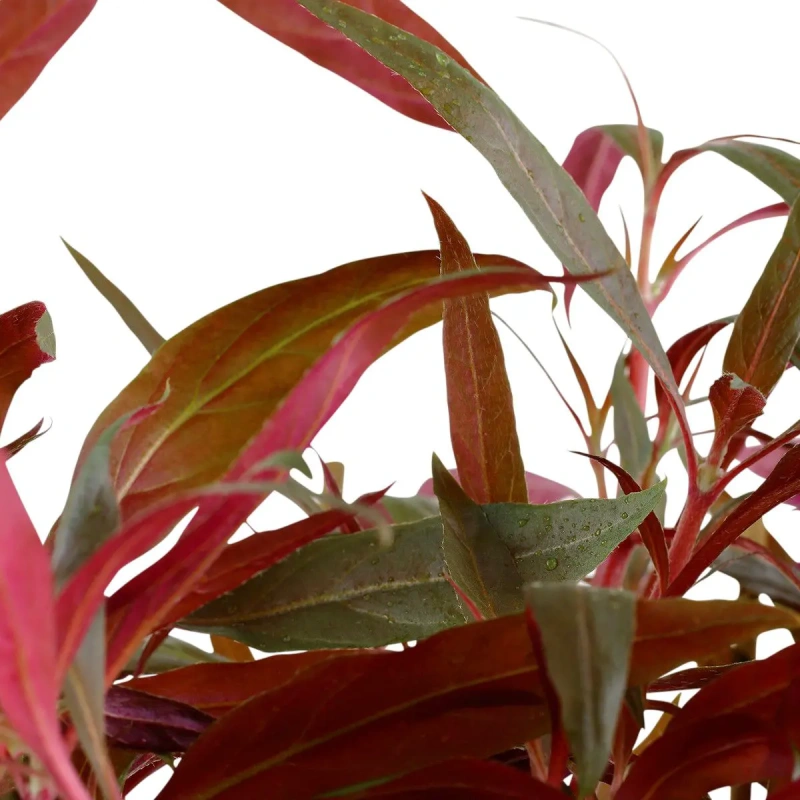 4013-023-xl-alternanthera-reineckii-pink-rgb-4-1-2.jpg.webp
