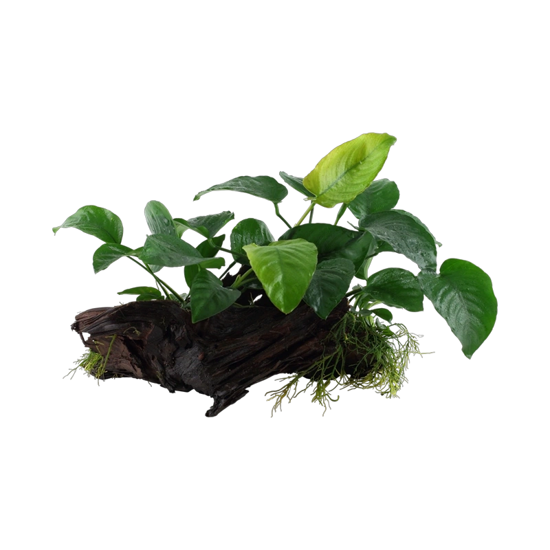 4014-3-6-536.png.webp