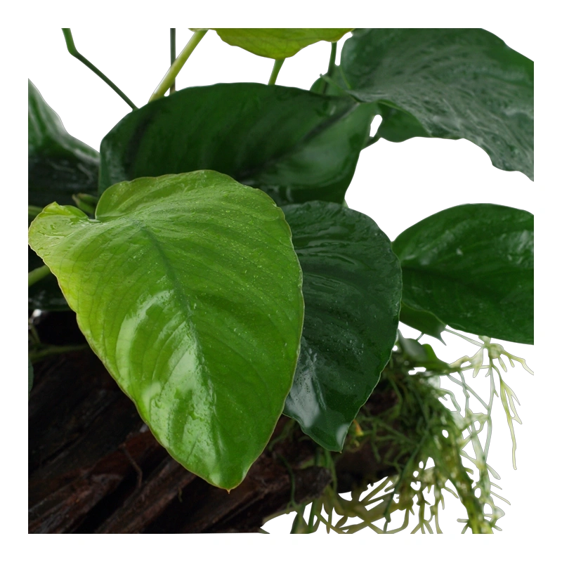 4014-4-1-1-5.png.webp