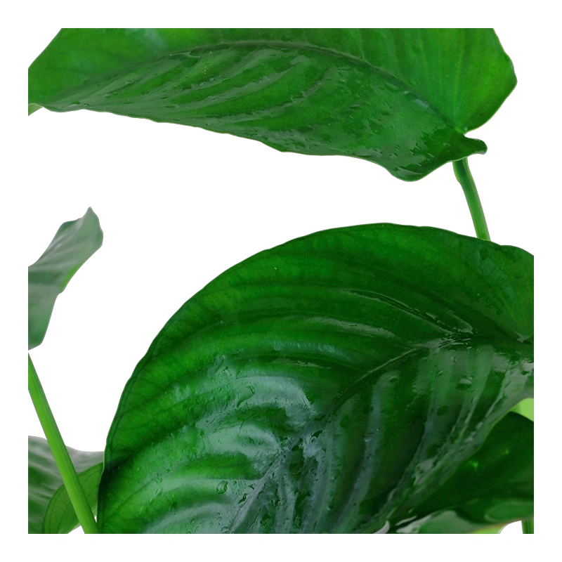 4014-4-2-225.png.webp