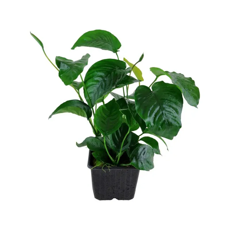4015-101u-xl-anubias-barteri-var-caladiifolia-rgb-2-1-.jpg.webp