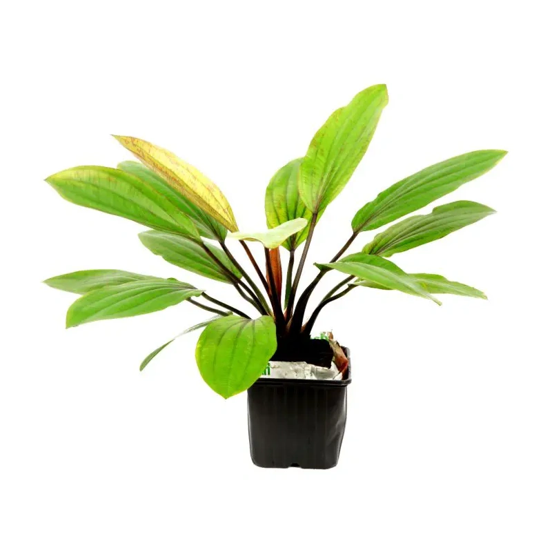 4029-2-25-8.jpg.webp