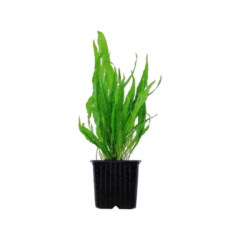 4036-008-xl-microsorum-pteropus-rgb-1-.png.webp