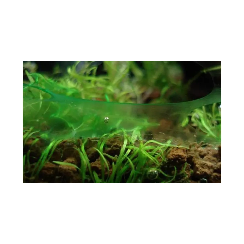 4066-blue-green-algae-on-surface-of-aquarium.jpg.webp 4066-blue-green-algae-on-surface-of-aquarium.jpg.webp