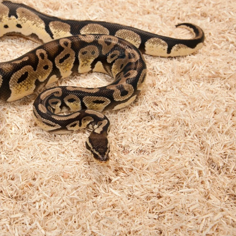 4135-zoomed-aspen-snake-26l-p-3.jpg.webp