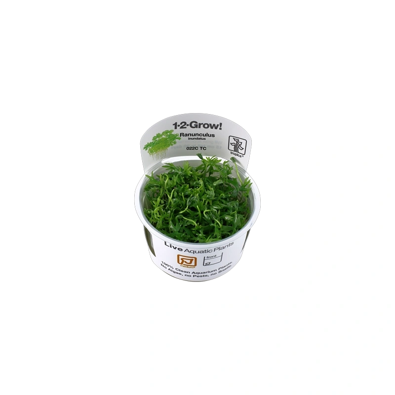 4314-ranuculus.png.webp