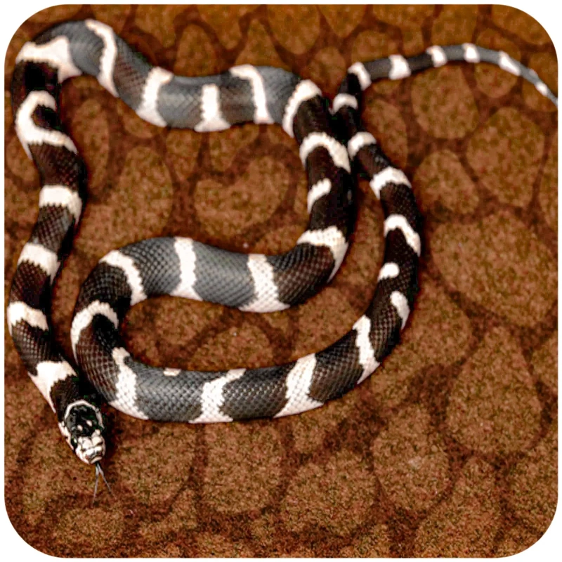 4669-repti-zoo-carpet-mat-pod-61.jpg.webp 4669-repti-zoo-carpet-mat-pod-61.jpg.webp