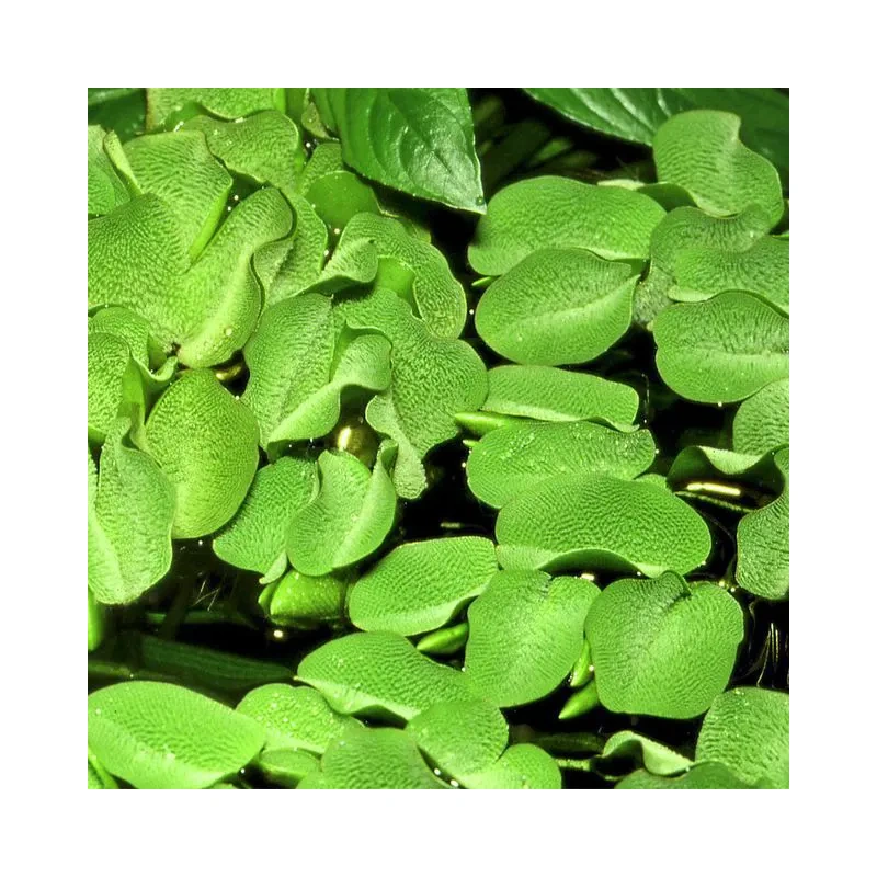 4713-salvinia-auriculata-2.jpg.webp