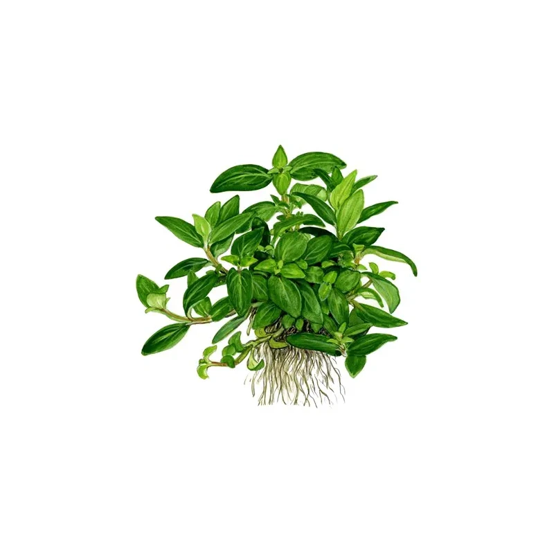 4862-1-23-8.jpg.webp