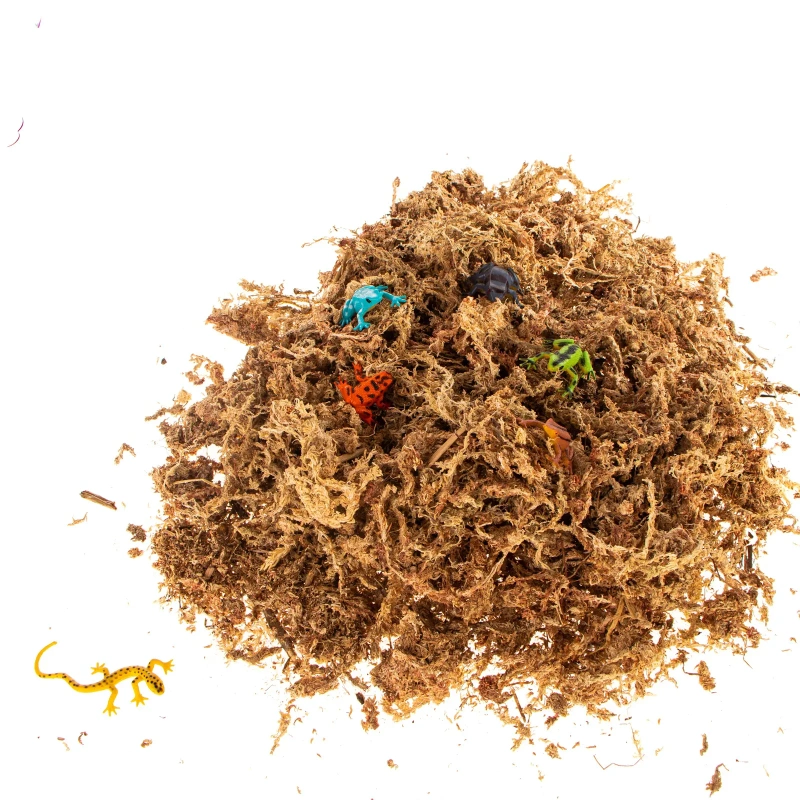 5038-terrario-amazonia-moss-1-2.jpg.webp 5038-terrario-amazonia-moss-1-2.jpg.webp