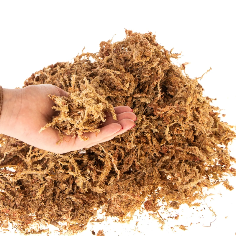 5038-terrario-amazonia-moss-1-3.jpg.webp 5038-terrario-amazonia-moss-1-3.jpg.webp