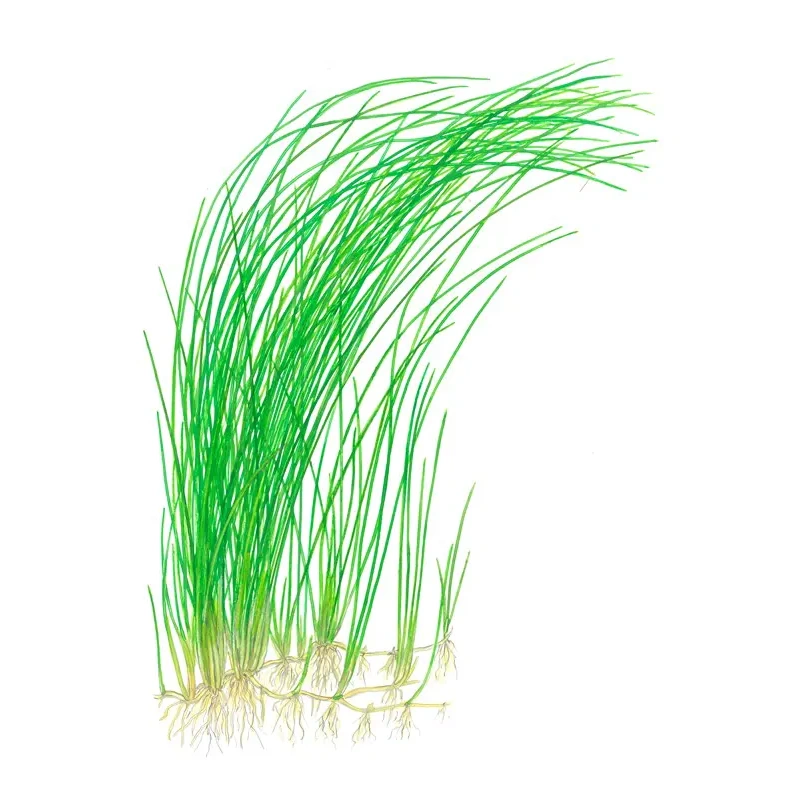 5136-1-2-288.jpg.webp 5136-1-2-288.jpg.webp